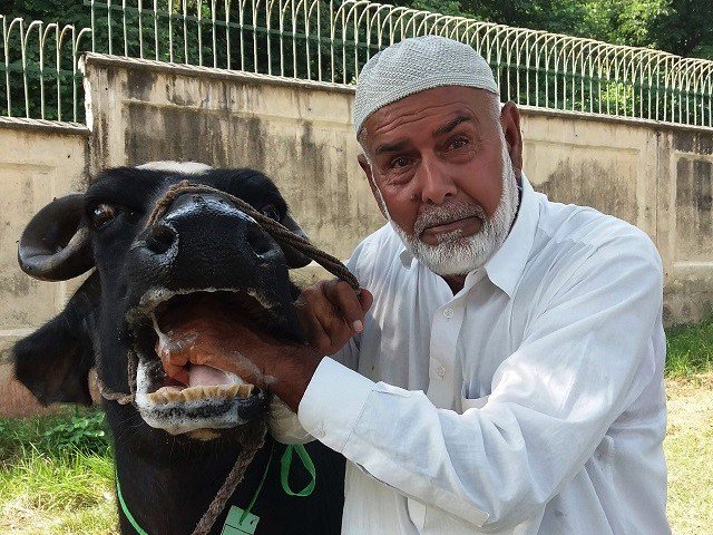 Buffaloes Pakistani Prime Minister Austerity Measures